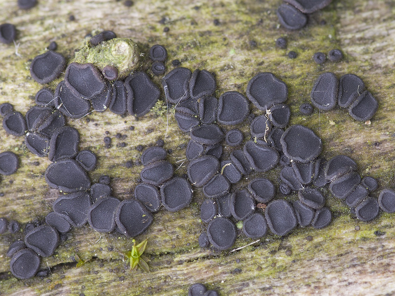 Dactylospora stygia var. striata